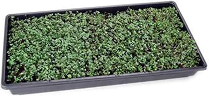 Bulk Salad Mix Microgreens Seeds – 4 Oz – Non-GMO Blend of Broccoli, Kale, Kohlrabi, Cabbage & Arugula – High-Germination for Indoor Micro Greens, Hydroponic Growing & Home Gardening