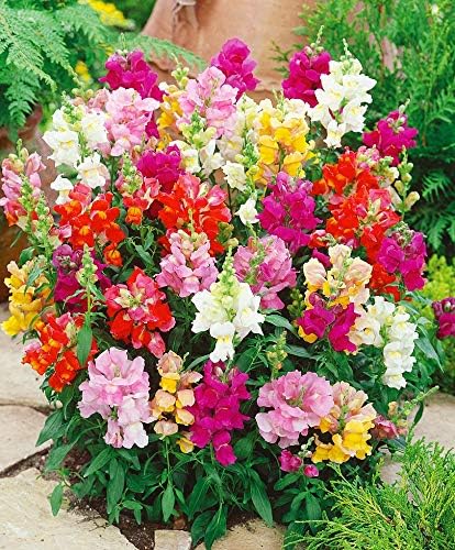 KIRA SEEDS - Seeds Dwarf Low Snapdragon Mix - Annual Flowers for Planting - GMO Free