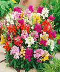 KIRA SEEDS - Seeds Dwarf Low Snapdragon Mix - Annual Flowers for Planting - GMO Free