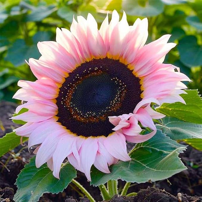 520+ Mixed Sunflower Seeds for Planting-Non-GMO Heirloom Plant Seeds for Garden, Yard & Pot