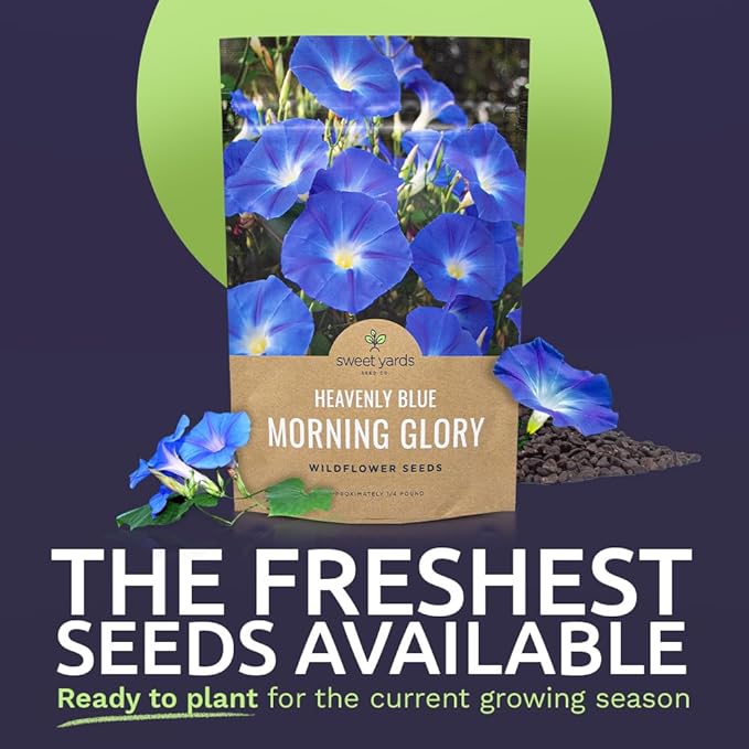 Morning Glory Seeds Heavenly Blue - Bulk 1/4 Pound Bag - Over 4,000 Fresh Flower Seeds
