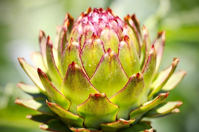 Artichoke Seeds 20 Seeds for Planting Non-GMO