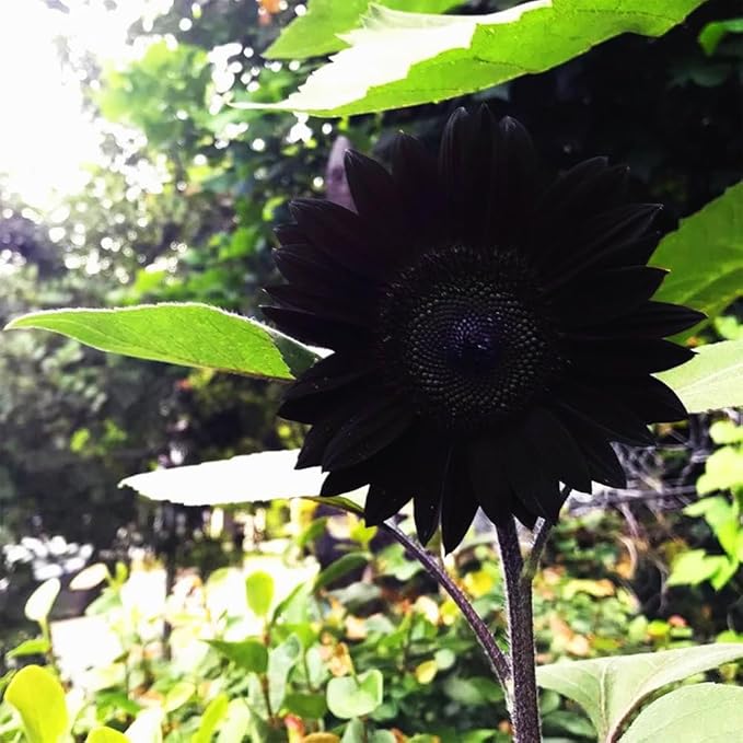 100+ Rare Sunflower Seeds for Planting Outdoor-Exotic Sunflower Seeds-Sun Flower Seed Non-GMO Heirloom Blooms in Home Garden