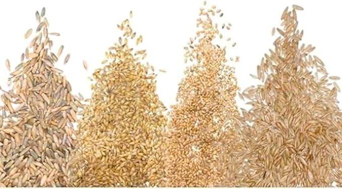 Cat Grass Seeds for Growing | 4 Way Blend, Rye, Wheat, Oats and Barley | (1/2 Pounds)