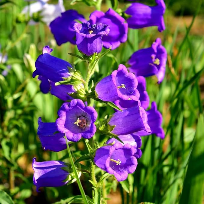 50pcs Purple Bellflower Campanulata Glomerata Superba Bellflower Heirloom Flower