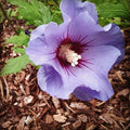 Purple Rose of Sharon Seeds (Hibiscus) - 25+ Seeds