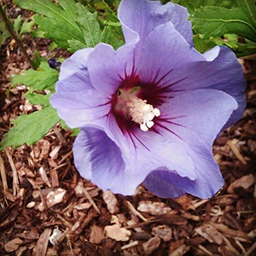 Purple Rose of Sharon Seeds (Hibiscus) - 25+ Seeds