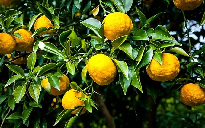 Gardenera's Premium Citron Tree Soil Mix - The Ideal Blend of Nutrients and Aeration for Growing Healthy and Productive Citrus Medica Trees - 4 Quart