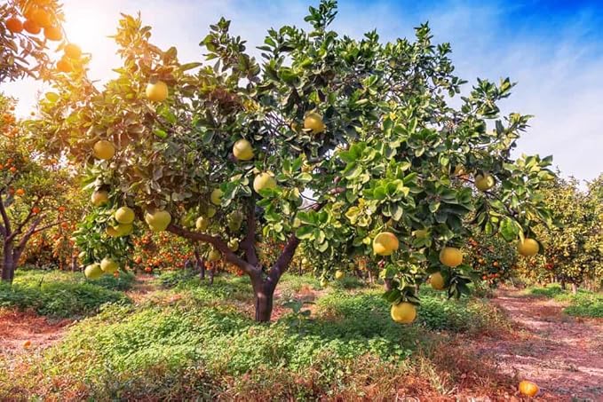 Gardenera's Premium Pomelo Tree Soil Mix - Quick Drain Potting Soil for Growing and Repotting Citrus Maxima - 4 Quart
