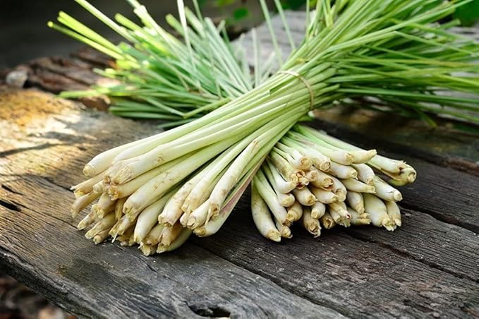 Seeds4planting - Seeds Lemongrass Cymbopogon Non GMO Heirloom