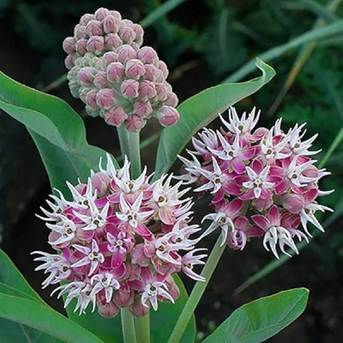 100 Showy Milkweed Seeds, Asclepias Speciosa, by Seeds2Go