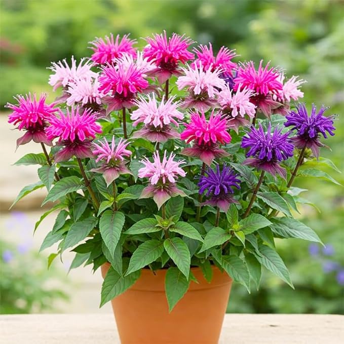 1100+ Perennial Mix Bee Balm Flower Seeds for Planting-Non-GMO Heirloom Plant Seeds Garden Outdoor