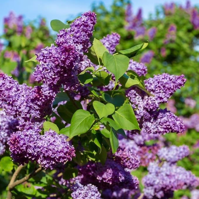 Mixed Lilac Seeds for Planting - 200 Non-GMO Miniature Lilac Bushes Ready to Plant Fragrant Flowers Perennial Bush Plants