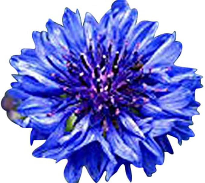 13,000 Pollinator Attracting Wildflower Seeds - 1 Ounce - Attracts Bees, Butterflies, and Other Beneficial Insects, Bees Knees Mix