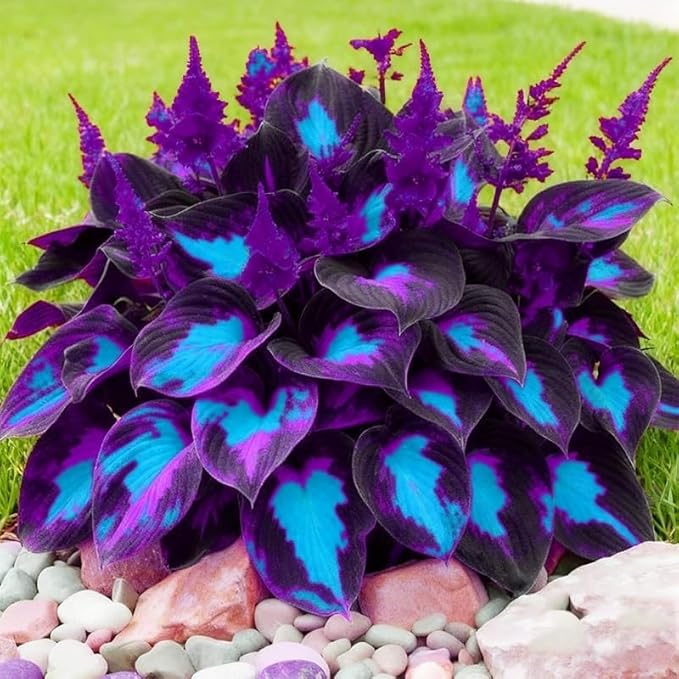 Hosta Seeds, 99 Pieces, Perennial Shade Garden Plants for Indoor and Outdoor, Low Maintenance
