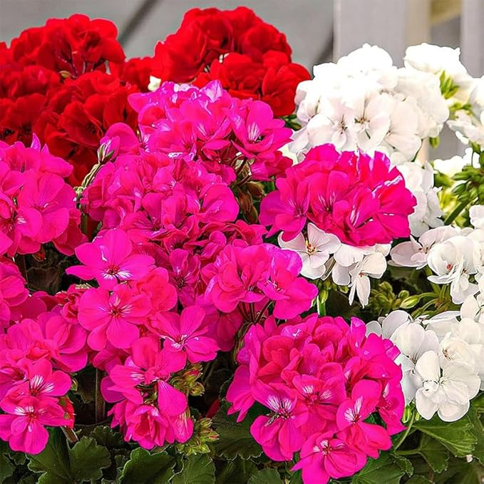 19+ Annual Geranium Flower Seed Mixes to Plant Outdoor Indoor Garden Growing-Non-GMO Heirloom Plant Seeds