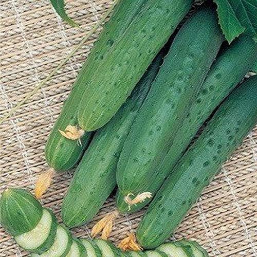 Seeds4planting - Seeds Indoor Cucumber April F1 Self-Pollinated 40 Days Pickling Giant Long Vegetable Non GMO
