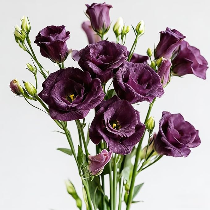 1200+ Mixed Lisianthus Seeds for Planting-Non-GMO Heirloom Plant Seeds Garden Outdoor-Fragrant, Attracts Bees and Butterflies