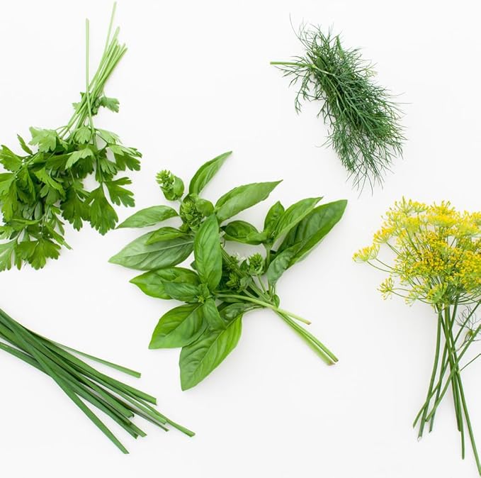 12 Variety Herb Garden Seed Collection, Non-GMO Heirloom Seeds, Basil, Parsley, Cilantro, Oregano, Chives, Thyme, Sage, Dill, Fennel, Marjoram, Savory, Tarragon