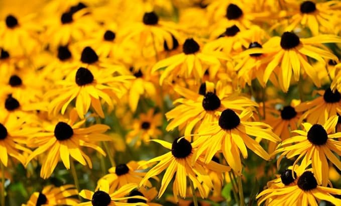 100PCS Black Eyed Susan Seeds Native Wildflower Gardening Plant Seeds for Flower Gardens