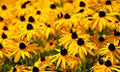 100PCS Black Eyed Susan Seeds Native Wildflower Gardening Plant Seeds for Flower Gardens