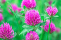 Food Plot Seeds for Planting - Grow Food for Deer, Turkey, Elk, Phesants, Quail and other Wild Game (Red Clover - 8 Oz.)