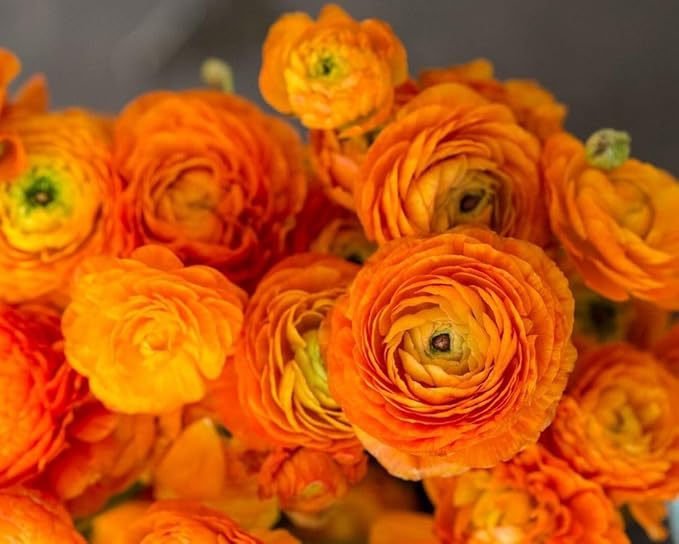 Mixed Peony Ranunculus Bulbs- Persian Buttercup -10 Corms Bulbs Flowering Blooms Perennial Bulbous Root Garden Plant (Orange)