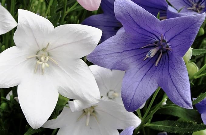 Balloon Flower Seed Mix White and Blue Japanese Bellflower 100 Seeds for Planting