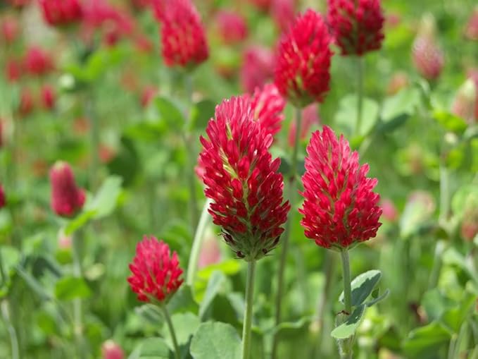 Crimson Clover Seeds, Premium Cover Crop Seeds, 1 Pound Pack from Seeds2Go