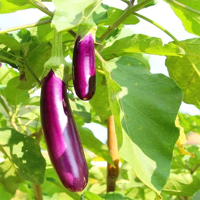50+ Long Purple Eggplant Seeds Planting Non-GMO Exotic Heirloom Vegetables Productive Asian Long Slender Eggplant