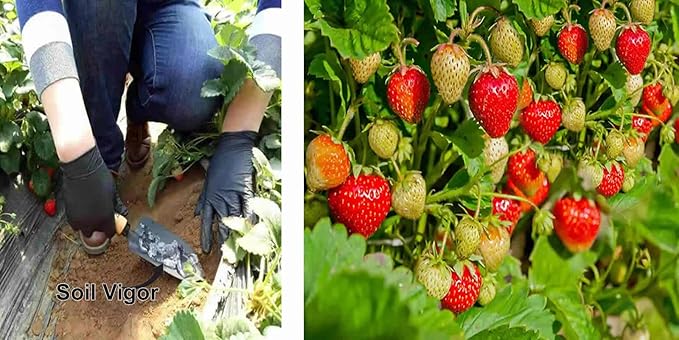 The Ultimate Super Absorbent Polymer for Thirsty Plants - Reduce Watering, Boost Growth, and Save Water 2 Pounds