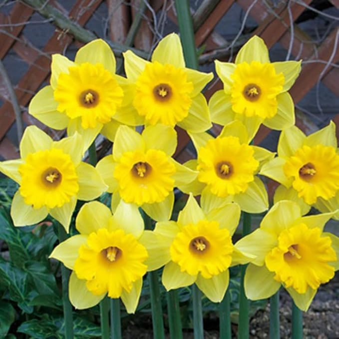 20 Daffodil Bulbs for Fall Planting, Spring-Blooming Narcissus Bulbs, Bulk Top Size Bulbs for Gardens, Borders and Flowerbeds Planting (Yellow Daffodil Bulbs)