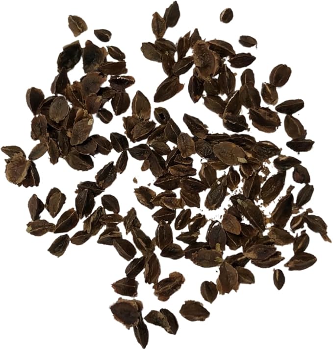 Organic Victoria Rhubarb Seeds (Rheum rhabarbarum) 100 Seeds (2.5 Grams) - Perennial Vegetable for Pies by Smoke Camp Crafts