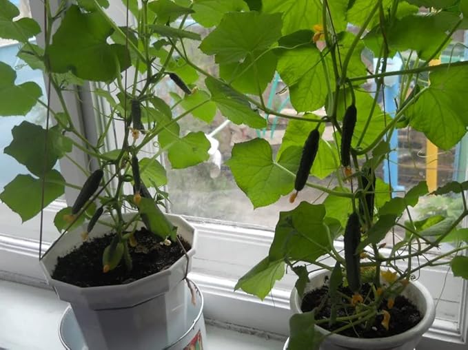 KIRA SEEDS - Seeds Indoor Cucumber F1 - Self-Pollinated - Heirloom Vegetable - GMO Free