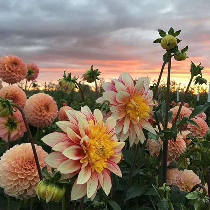 Eden Brothers Dahlia Bulbs (Anemone-Flowered) - Polka, Non-GMO Bulbs for Planting, 2 Bulbs | Low-Maintenance Flower Bulbs, Plant During Spring, Zones 8, 9, 10, 11