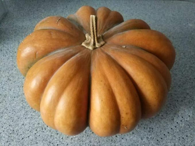 SeedsUP - 10+ Seeds Pumpkin Musquee de Provence - Vegetable Orange