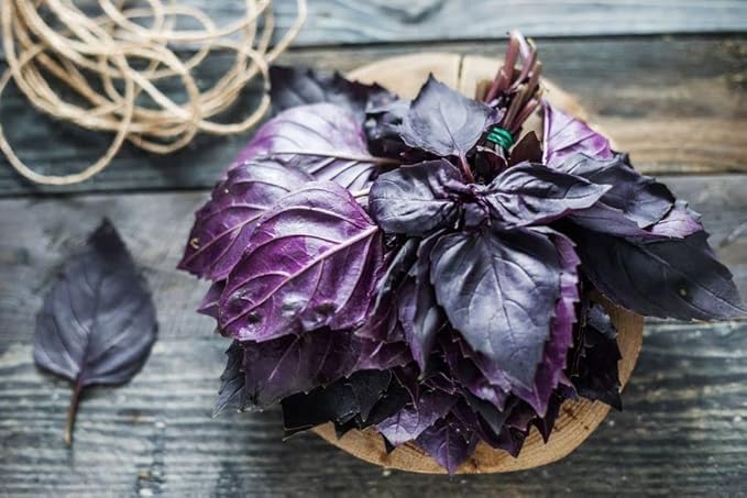 Seeds Indoor Purple Basil - Heirloom Herbs - GMO Free