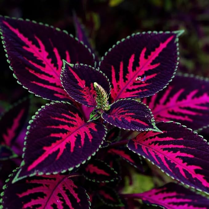 150 Coleus Seeds - Rainbow Mix, Annual & Easy-Grow, Indoor & Outdoor Use, Compact Plants with Multi-Colored Foliage, Ideal for Gardens, Containers & Shaded Areas