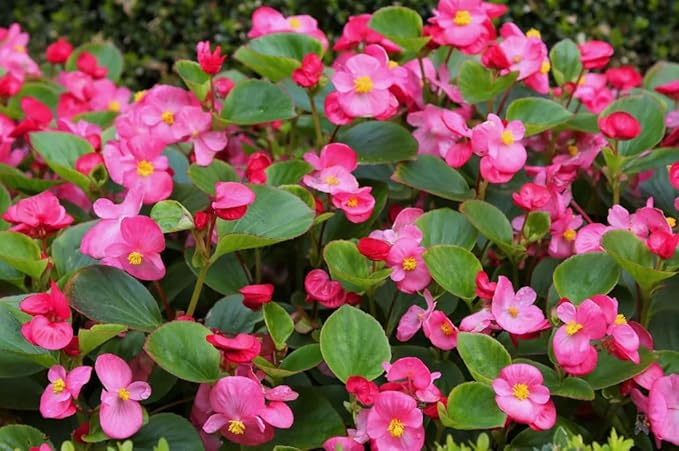 100pcs Rose Pink Wax Begonia Seeds Semperflorens Fibrous Shade Flower Seeds