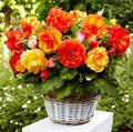 Seeds Large Leaf Wax Begonia Mix Annual Beautiful Flowers