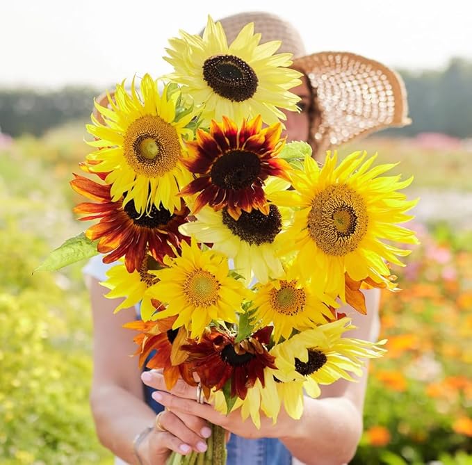 75+ Teddy Bear Sunflower Seeds for Planting Outdoor-Sunflower Seeds-Giant Exotic Helianthus Annuus Flower Seed Non-GMO Heirloom Drought Tolerant Blooms in Home Garden
