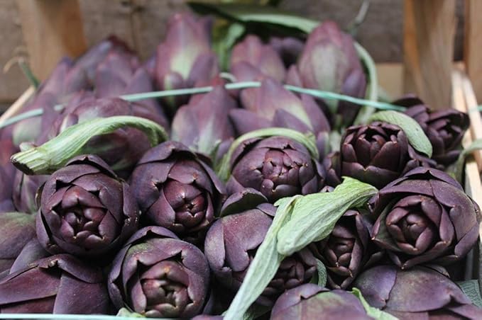 CEMEHA SEEDS - Seeds Purple Globe Artichoke Non GMO Vegetable for Planting