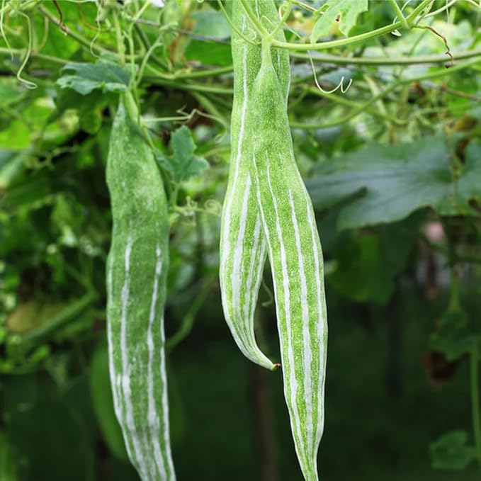20+ Long Snake Gourd Seeds White Green for Planting,Serpent Gourd Seeds Exotic Non-GMO Heirloom,Tropical Vegetable Seed Climbing Fast Growing for Home Outdoor