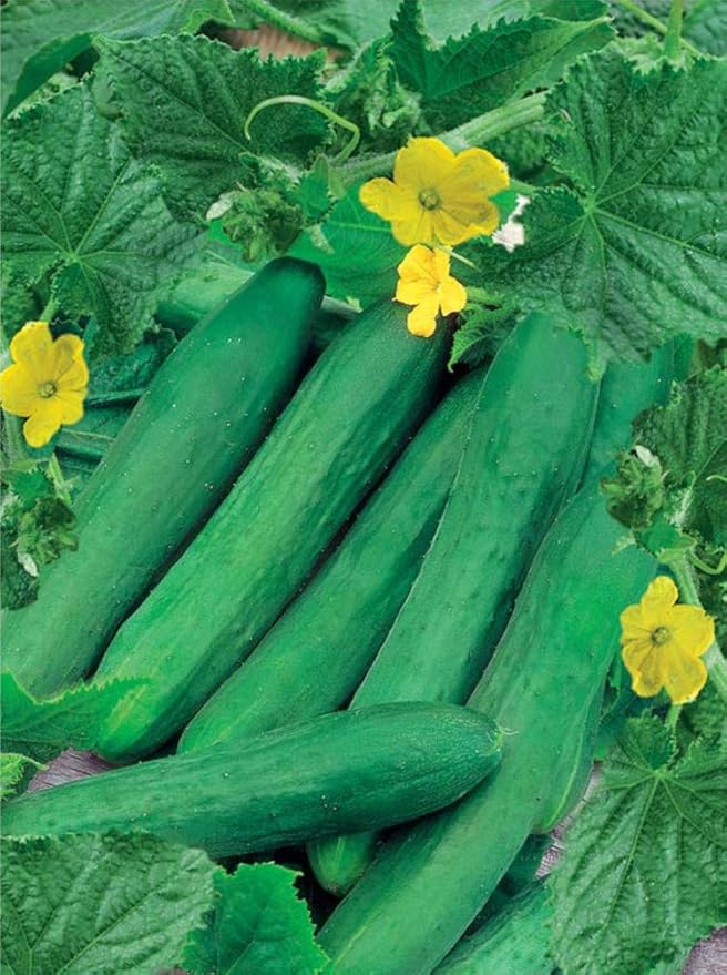 Cucumber Long Self-pollinated Zozula F1 Seeds Pickling Early Indoor Vegetable for Planting Giant Non GMO 10 Seeds