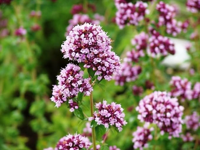 SeedsUP - 800+ Seeds Oregano - Herb Green