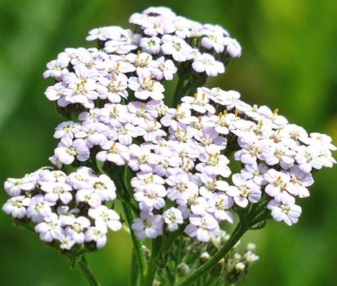 White Yarrow Flower Seeds (Achillea Millefolium) - Pack of Over 10,000 Seeds by Seeds2Go