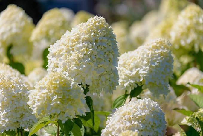 50PCS Hydrangea Paniculata Panicle White Pink Flower Shrub Seeds Heirloom
