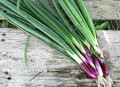 NIKA SEEDS - Seeds Vegetable Welsh Onion Red - 300 Seeds
