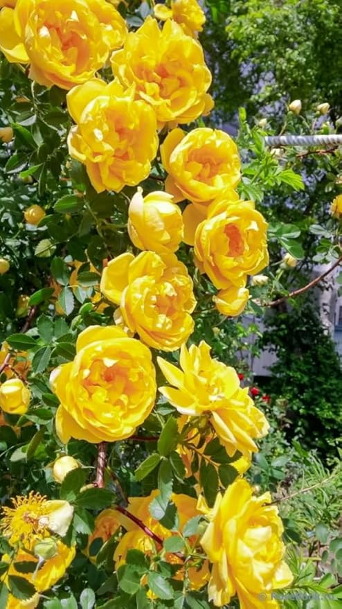 100+ Mixed Climbing Rose Seeds Heirloom Flowers Garden Planting