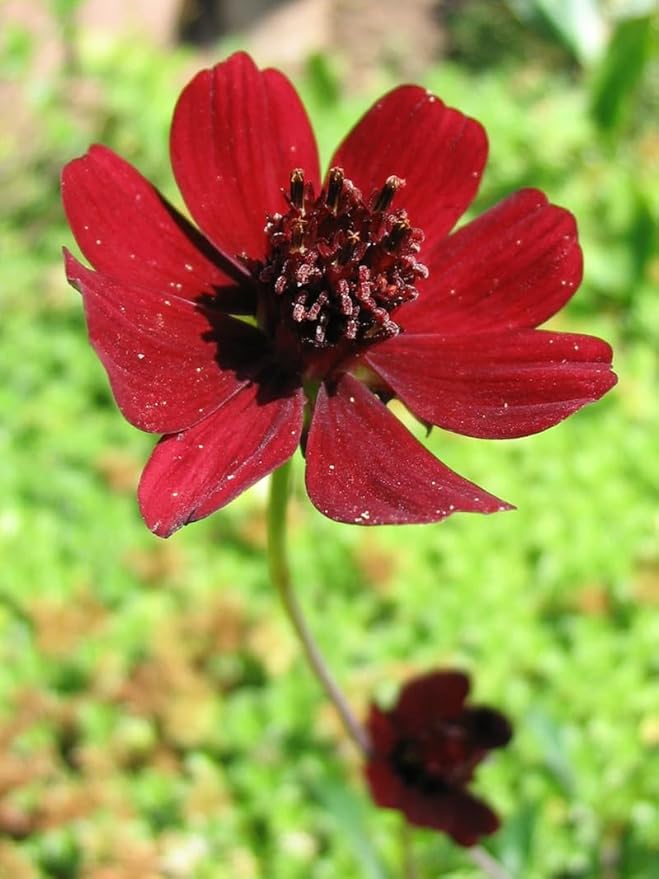 200+ Chocolate Cosmos Seeds Double Flowers Garden Planting